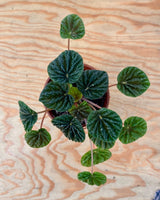 Peperomia 'Emerald Ripple' - Plant Daddy