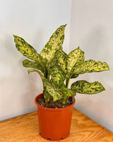 Dieffenbachia ‘Mars’ - Plant Daddy