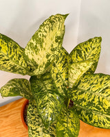 Dieffenbachia ‘Mars’ - Plant Daddy