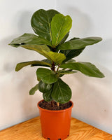 Ficus lyrata (Fiddle Leaf Fig) - Plant Daddy