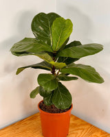 Ficus lyrata (Fiddle Leaf Fig) - Plant Daddy