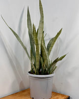Sansevieria trifasciata ‘Silver Sword’ (Snake plant) - Plant Daddy