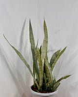 Sansevieria trifasciata ‘Silver Sword’ (Snake plant) - Plant Daddy