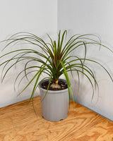 Beaucarnea recurvata (Ponytail Palm) - Plant Daddy