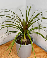 Beaucarnea recurvata (Ponytail Palm) - Plant Daddy