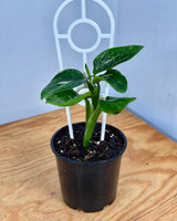 Monstera standleyana 'Variegata' - Plant Daddy