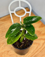 Monstera standleyana 'Variegata' - Plant Daddy