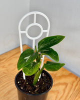 Monstera standleyana 'Variegata' - Plant Daddy