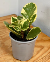 Peperomia obtusifolia ‘Albo-marginata’ - Plant Daddy