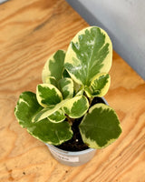 Peperomia obtusifolia ‘Albo-marginata’ - Plant Daddy