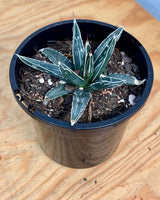 Agave victoriae-reginae - Plant Daddy