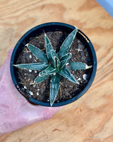 Agave victoriae-reginae - Plant Daddy