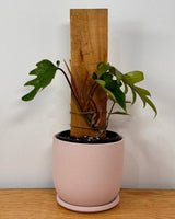 Philodendron mayoi on totem - Plant Daddy