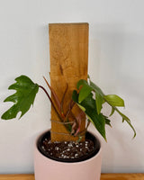 Philodendron mayoi on totem - Plant Daddy