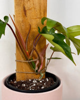 Philodendron mayoi on totem - Plant Daddy