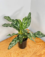 Aglaonema ‘Emerald Beauty' - Plant Daddy