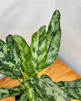 Aglaonema ‘Emerald Beauty' - Plant Daddy