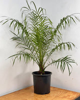 Phoenix roebelenii (Dwarf date palm) - Plant Daddy