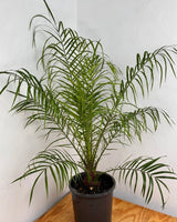Phoenix roebelenii (Dwarf date palm) - Plant Daddy
