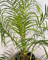 Phoenix roebelenii (Dwarf date palm) - Plant Daddy