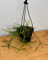 Rhipsalis megalantha - Plant Daddy