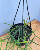 Rhipsalis megalantha - Plant Daddy