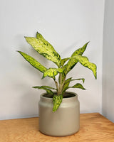 Jardin Ceramic Planter - Plant Daddy