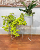 Luna Metal Plant Stand - Plant Daddy