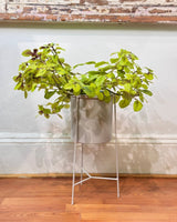 Luna Metal Plant Stand - Plant Daddy