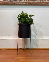 Luna Metal Plant Stand - Plant Daddy
