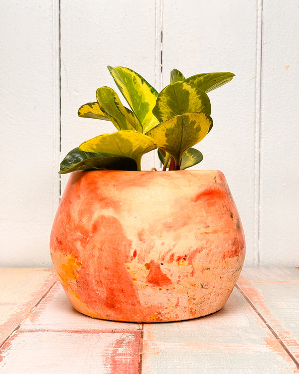 Eco Hemp & Coconut Koala Pot (Small)- handmade by Eché pots