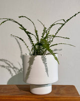 Gro Pot Ceramic - Plant Daddy