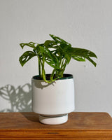 Gro Pot Ceramic - Plant Daddy
