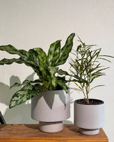 Gro Pot Ceramic - Plant Daddy