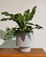 Gro Pot Ceramic - Plant Daddy