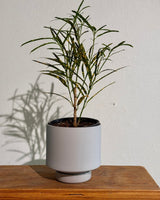 Gro Pot Ceramic - Plant Daddy