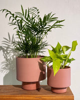 Gro Pot Ceramic - Plant Daddy
