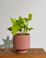 Gro Pot Ceramic - Plant Daddy
