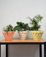 Jelly Ceramic Pot - Plant Daddy