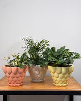 Jelly Ceramic Pot - Plant Daddy