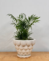 Jelly Ceramic Pot - Plant Daddy