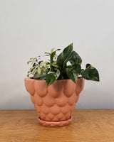 Jelly Ceramic Pot - Plant Daddy