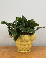 Jelly Ceramic Pot - Plant Daddy