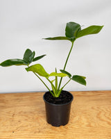Philodendron goeldii - Plant Daddy