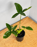 Philodendron goeldii - Plant Daddy