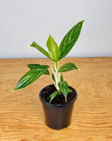 Aglaonema mix - Plant Daddy