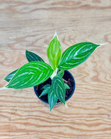 Aglaonema mix - Plant Daddy