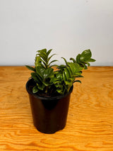 Zamioculcas 'Zenzi' (Dwarf ZZ) - Plant Daddy