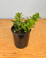 Zamioculcas 'Zenzi" (Dwarf ZZ) Potted plant on a wooden surface with a plain background
