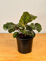 Calathea fasciata - Plant Daddy